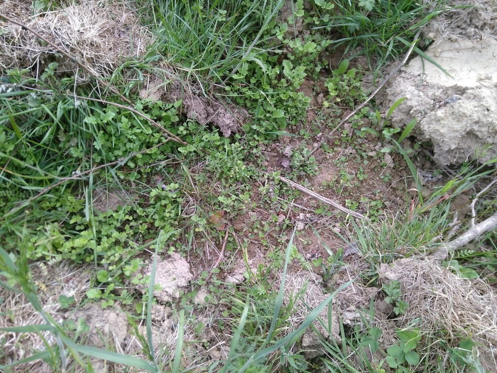 Green manure growing slowly