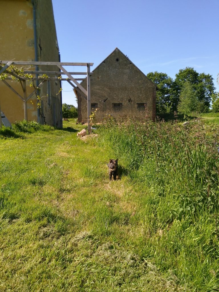 Thelma + Louis, our cats, venture outside for the first time