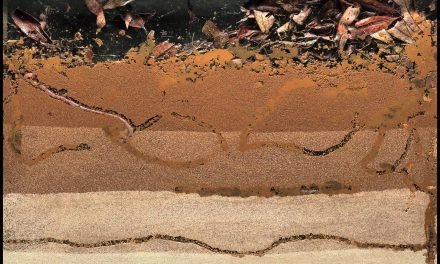 B is for Bioturbation