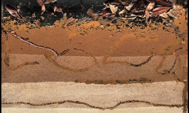 B is for Bioturbation